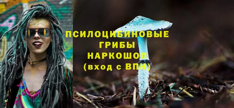 Псилоцибиновые грибы Cubensis  купить   Нарткала 